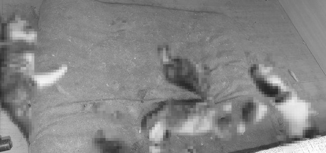 Ankara'da kan donduran olay! Kafası ve kuyruğu koparılmış yavru kediler bulundu.