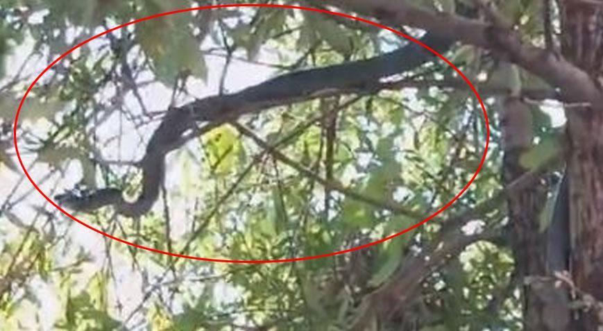 Yılan Haberleri...Dehşete düşüren manzara! Ağaçta 3 metrelik yılan görüldü